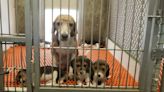 Thousands of beagles will soon need homes after rescue from Virginia breeding facility