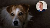 Un veterinario revela en TikTok las cinco razas de perro que elegiría para tener en casa