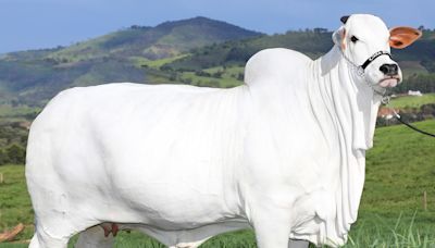 Bezerra da vaca mais cara do mundo será leiloada por R$ 3 milhões para ajudar o Rio Grande do Sul