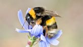 Researchers reveal major factor in bumblebee decline, and it's exactly what you'd think