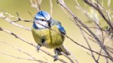 El cambio climático está robando el color a las aves