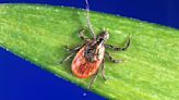 State & Union: Time again to use tick awareness in the woods, fields