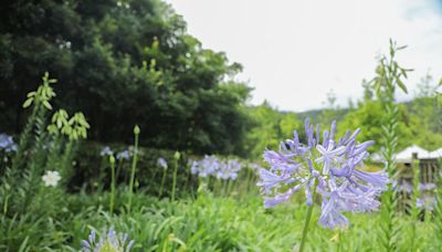 5月限定！士林「內雙溪自然中心」免費入園 5／11有市集、音樂會