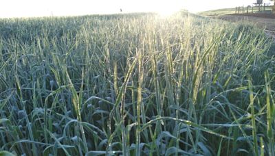 Lavouras de cevada e trigo são as mais afetadas por geadas no Paraná | Agro Estadão