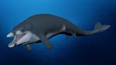 Tiny 'King Tut' whale 'lived fast and died fast' in ancient Egyptian waters