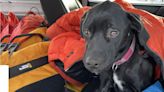 Rescatan a una perra tras caer desde un acantilado cerca de la costa del lago Superior de Michigan