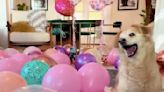 Disabled Dog Celebrates Birthday with Worldwide Balloon Surprise