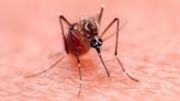 Scientists warn of surge in deadly diseases as UK braces for influx of mosquitos