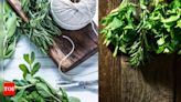 8 Smart ways to clean and store fresh herbs without preservatives - Times of India
