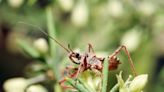 What Are Assassin Bugs, and Do I Want Them in My Garden?