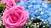 Roses and hydrangeas will grow bigger when two kitchen scraps are added to soil