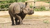 Kent safari park first in Europe where visitors can meet three species of rhino