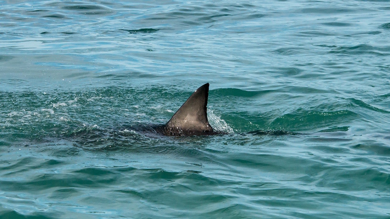 Man, 65, bitten by shark off South Carolina coast while spearfishing, Coast Guard says