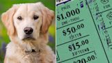 Dog Owner Claims She Won Lottery Prize After Her Golden Retriever Bit the Winning Ticket