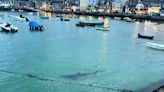 Children flee water screaming after 10ft shark swims into Cornwall harbour