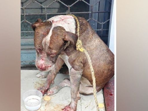 American Pit Bull known for strength injured after stray dog attack in Kottayam