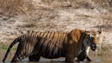 International Tiger Day: As tiger populations increase, so do conflicts with humans