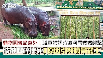 河馬殺人！動物園男職員餵飼小河馬 遭河馬媽媽襲擊四肢壓碎慘死