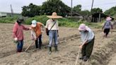 川糖農場供職訓學員體驗農務