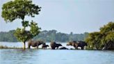 114 wild animals dead in flood-hit Kaziranga National Park, 95 rescued