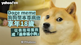 Doge meme、狗狗幣本尊病逝 享年18歲 從養殖場獲救成「最幸福小狗」｜Yahoo