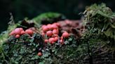 What are those beautiful neon pink slime balls in the Maine woods?