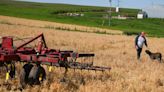 Jason Lohmann and Diesel, his 2- year-old Cane Corso, walk through a cover crop of wheat that will soon be planted over with sweet corn Wednesday, May 29, 2024 Zumbrota, Minn. Lohmann...