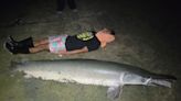 Angler Catches Massive 8-Foot Alligator Gar in Houston, Texas Bayou