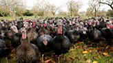Half of Britain's free-range Christmas turkeys lost to bird flu crisis