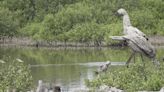 雲林口湖成龍溼地積水過多 將調控水文防鳥類棲地劣化