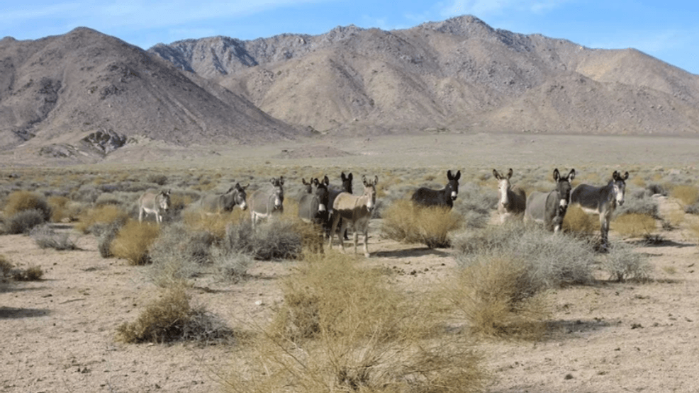 Park warns visitors after 11 burros die, toxic water blamed