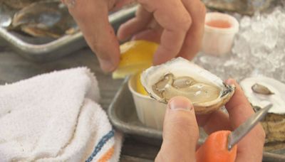 First oyster farm on Boston's South Shore now selling to chefs around the country