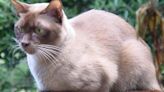 Razas de gatos: personalidad y necesidades del burmés