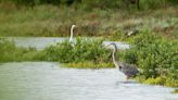 7 Best Winter Birding Trails Around The South