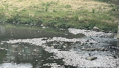 中壢老街溪大量魚群暴斃飄惡臭 可能原因曝光