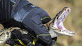 Mysterious python parasite threatens Florida’s native snakes, pushing toward their ‘extreme decline’