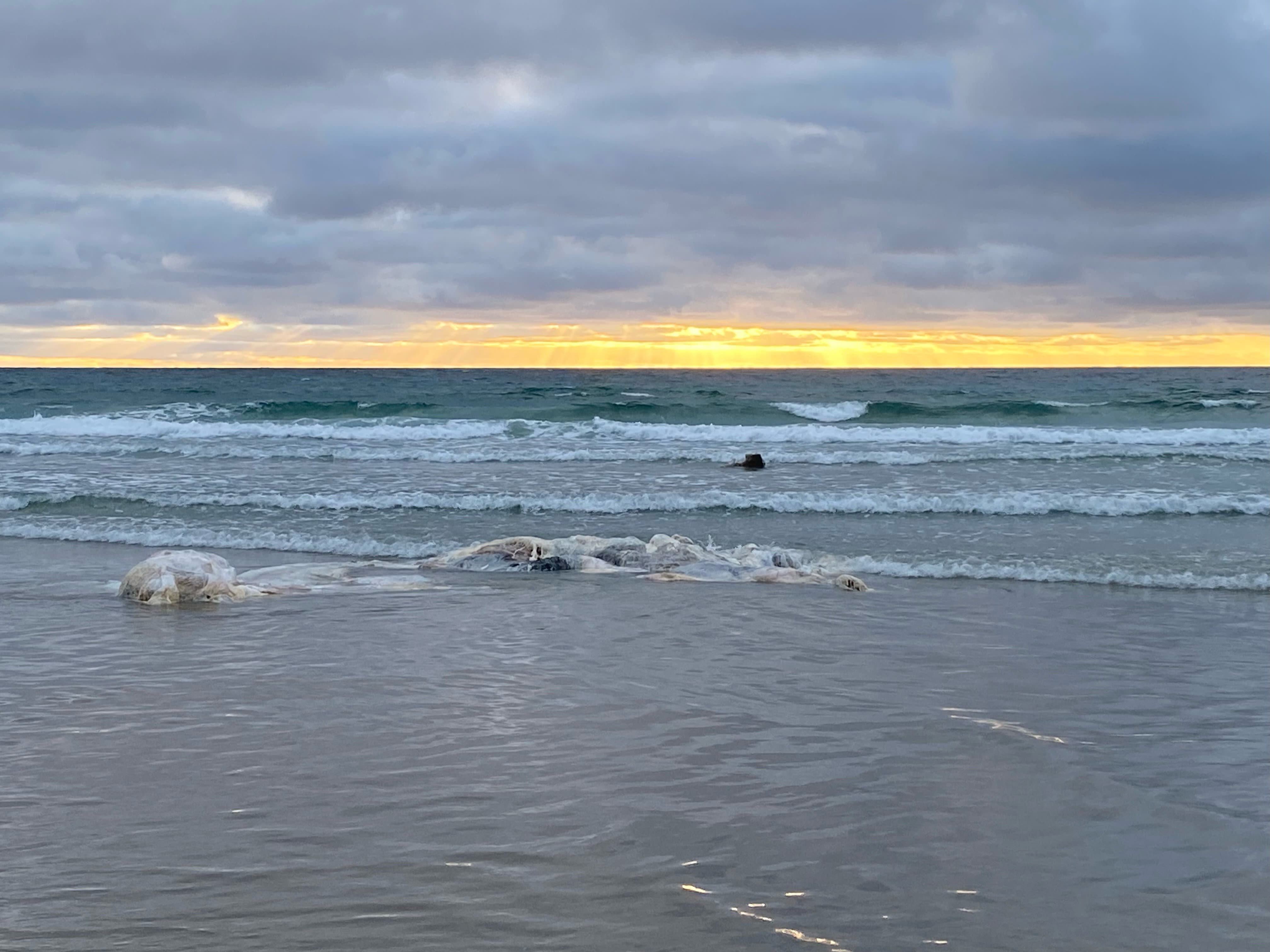 18-foot-long decomposed whale carcass washes ashore in La Jolla