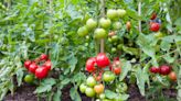9 Must-Know Tips for Creating the Best Soil for Tomatoes