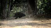 Bear Drags Crash Victim From Wreckage After Car Crashes Into Woods