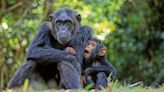 Joking around common among young chimps — and across ape family, study finds