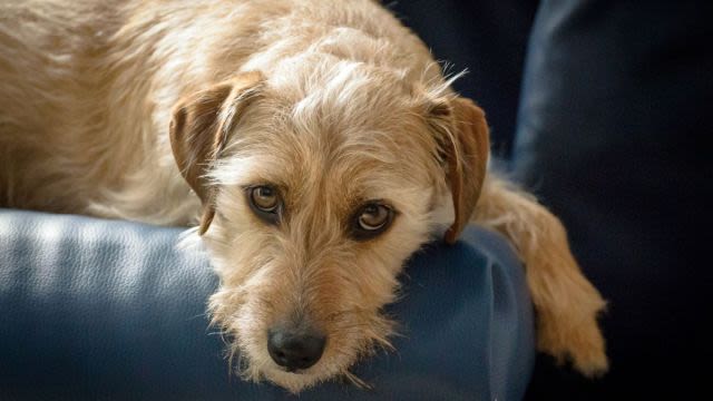 Dog Survives 50-Foot Fall From Cliff at Connecticut Quarry