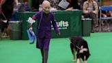 Cancer-battling eight-year-old seals brave second-place at Crufts