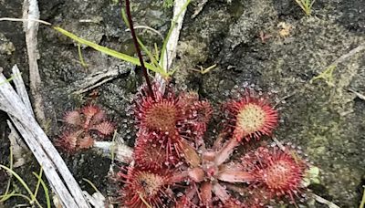 Tiny plant's dewy beauty holds danger for insects | Mystery Plant