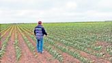 Sufren agricultores por caída de precios en cosechas