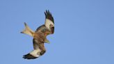 Stop feeding red kite birds of prey - it endangers our military aircraft, warns RAF