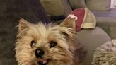 ‘Bring Louie home’: Well-loved Yorkie nabbed near the Governor’s Mansion