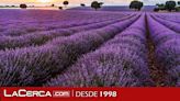 Anipam considera "insuficiente" el adelanto de la cosecha de la lavanda a las parcelas afectadas por la plaga