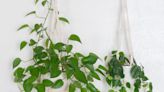 I love this simple hack for hanging plants, and I've found it the best way to display cuttings while they're still in water