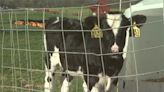 美國乳牛爆禽流感「牧場業者也感染」 疾管署急籲「別做這件事」