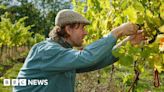 Essex: ‘Erratic weather’ affecting wine growers